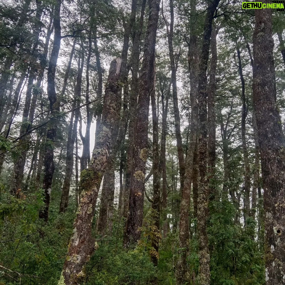 Rodrigo González Instagram - Hace 5 días en el árido desierto, trabajando. Ahora en la generosa tierra de la región de la Araucanía. Gracias teatro por conocer mi lindo Chile. #norte #surdechile #chile