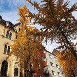 Rona Özkan Instagram – Oh Ginkgos – auch wenn ihr im Herbst kleine Stinkebäume werdet, euren Anblick mag ich sehr 💛 Cologne, Germany
