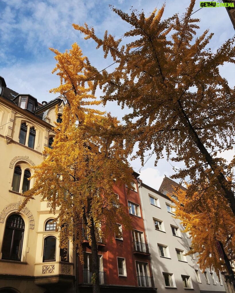 Rona Özkan Instagram - Oh Ginkgos - auch wenn ihr im Herbst kleine Stinkebäume werdet, euren Anblick mag ich sehr 💛 Cologne, Germany