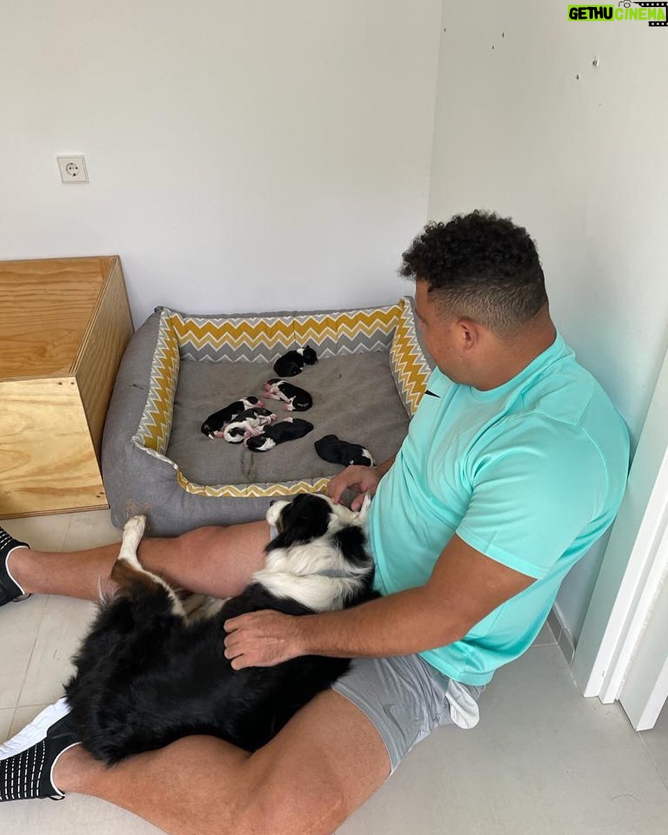 Ronaldo - 343K Likes - Paçoca me deu 6 netinhos! ❤️❤️❤️❤️❤️❤️🐶🐶🐶🐶🐶🐶