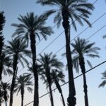 Rosé Instagram - chella we heree Coachella
