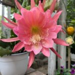 Rosa Diletta Rossi Instagram – Ischia 
Nostalgia di un tempo che mi piaceva 
Come le coppette di fragole, col gelato alla crema. 
Come i fiori che fioriscono un giorno solo.
Come il tempo di un caffè.