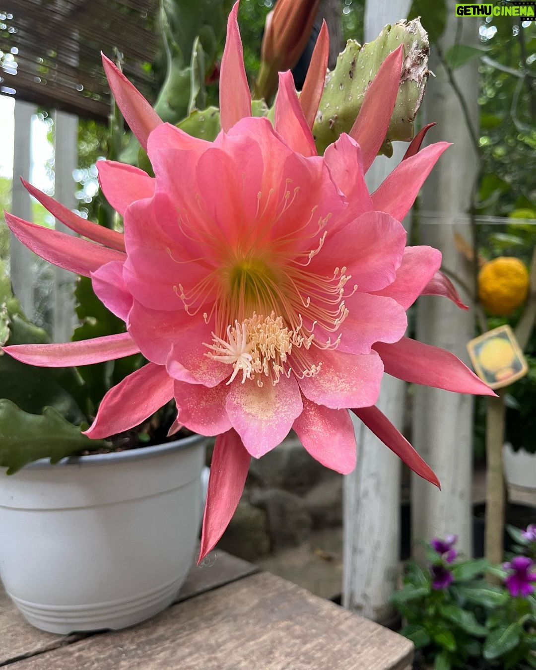 Rosa Diletta Rossi Instagram - Ischia Nostalgia di un tempo che mi piaceva Come le coppette di fragole, col gelato alla crema. Come i fiori che fioriscono un giorno solo. Come il tempo di un caffè.