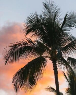 Rosanna Jegorel Instagram - Bump 🌴