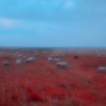 Rouzbeh Rashidi Instagram - I'm thrilled to announce the completion of my latest feature film, Elpis. Thanks to the generous support of the Arts Council of Ireland, this passion project has come to life after more than three dedicated years. As the founder of the Experimental Film Society, I've utilized the experimental filmmaking strategies I've honed over two decades to bring Elpis to the screen. This film wouldn't have been possible without the incredible contributions of my dream team, including Elika Ostrov, Claudia Basrawi, and Jason O'Rourke. I'll be forever grateful to them. Elpis represents a departure from my previous work in feature filmmaking, exploring new dimensions of art and humanity that have always captivated me. It's been a challenging and demanding journey, but the result is a film that enters the second phase of my filmmaking practice, delving into the potential of slow cinema, poetic documentary approaches, and film essays. I've also incorporated language, text, and poetic screenplays in a way that I've never done before, and the discovery process has been truly fascinating. Visually, Elpis breaks new ground with innovative cinematography, optical approaches, colour grading, and sound design. We filmed in the depths of nature in the Baltic countries, including Latvia and Estonia, with additional scenes shot in Ireland and Germany. Just like a lone Pictorialism photographer, I've realized my dream of creating cinema as a solitary artist. Elpis is a poetic essay film that explores the effects of the Iran-Iraq War and its lasting trauma and psychological impact. Through the voice of a woman writing a book, we delve into themes of war, diaspora, immigration, love, and alienation, using sensory and experiential techniques. In the coming weeks and months, I'll be sharing exciting news about upcoming screenings, reviews, articles, and behind-the-scenes insights into the making of the film. Stay tuned for updates, and join me on this intimate and vulnerable cinematic journey. Onwards! @artscouncilireland @experimentalfilmsociety @ostrovelika @claudiabasrawi @jasonoruairc
