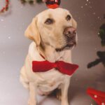 Ruben Madureira Instagram – Todos os donos julgam que o seu cão é o melhor do mundo.
Que só lhe falta falar, que é super inteligente.
E ninguém está errado. ❤
Feliz Natal .
Smile
#smile
#feliznatal #girl #me
#dog
#dogsofinstagram
#dogs 📸 : @carlitos19700
@joanatavares138