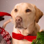 Ruben Madureira Instagram – Todos os donos julgam que o seu cão é o melhor do mundo. 
Que só lhe falta falar, que é super inteligente. 
E ninguém está errado. ❤
Feliz Natal .

 Smile 

#smile
#feliznatal #girl #me 
#dog
#dogsofinstagram
#dogs 📸 : @carlitos19700 
@joanatavares138