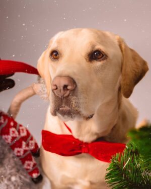 Ruben Madureira Instagram - Todos os donos julgam que o seu cão é o melhor do mundo. 
Que só lhe falta falar, que é super inteligente. 
E ninguém está errado. ❤
Feliz Natal .

 Smile 

#smile
#feliznatal #girl #me 
#dog
#dogsofinstagram
#dogs 📸 : @carlitos19700 
@joanatavares138