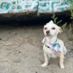 Ruby Rose Instagram - Took Ru to run on the beach. As she gets older ( 13 now ) she can’t run so well on hard surfaces, but she sure zooms on that sand. Dog dates are soul filling.