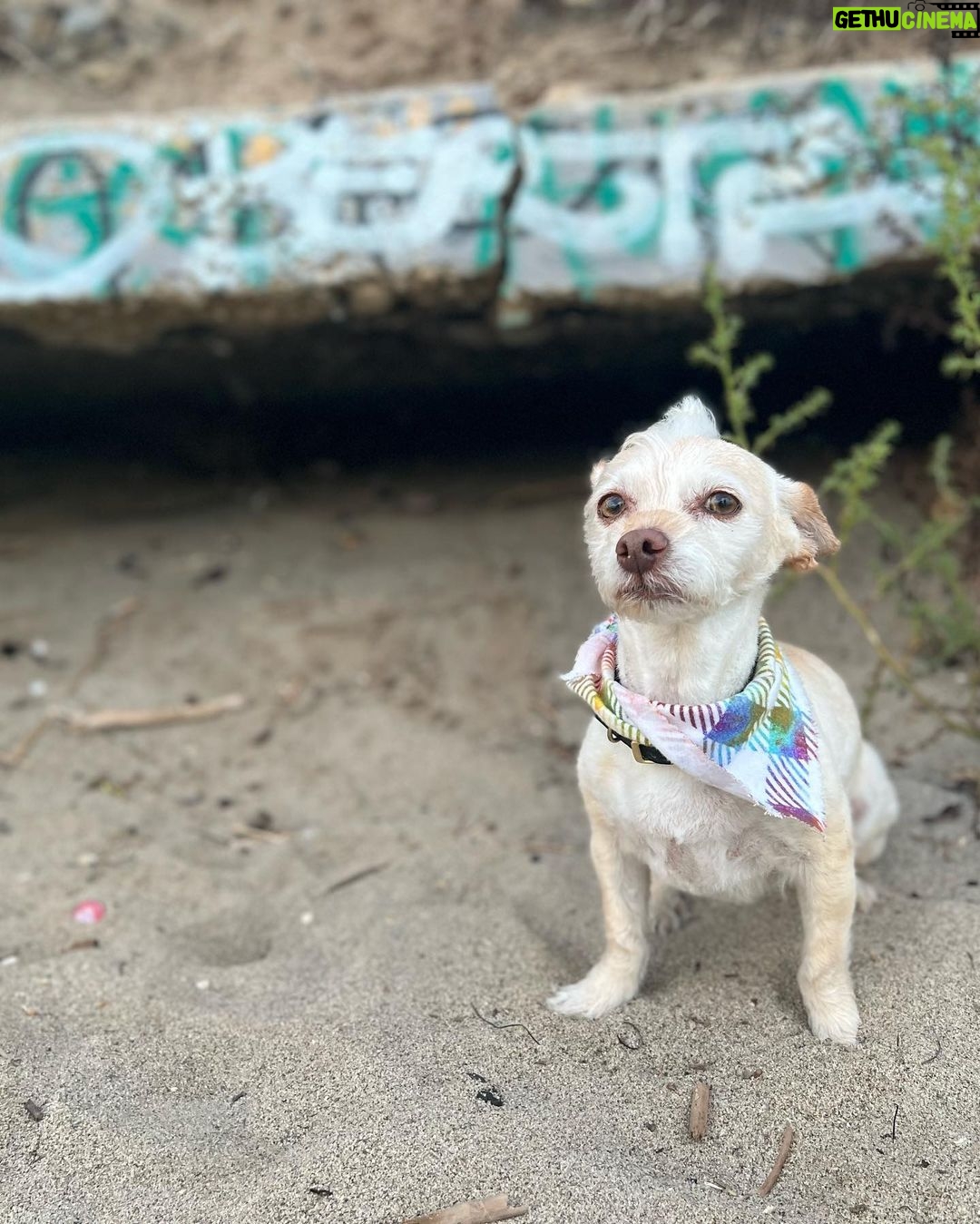 Ruby Rose Instagram - Took Ru to run on the beach. As she gets older ( 13 now ) she can’t run so well on hard surfaces, but she sure zooms on that sand. Dog dates are soul filling.