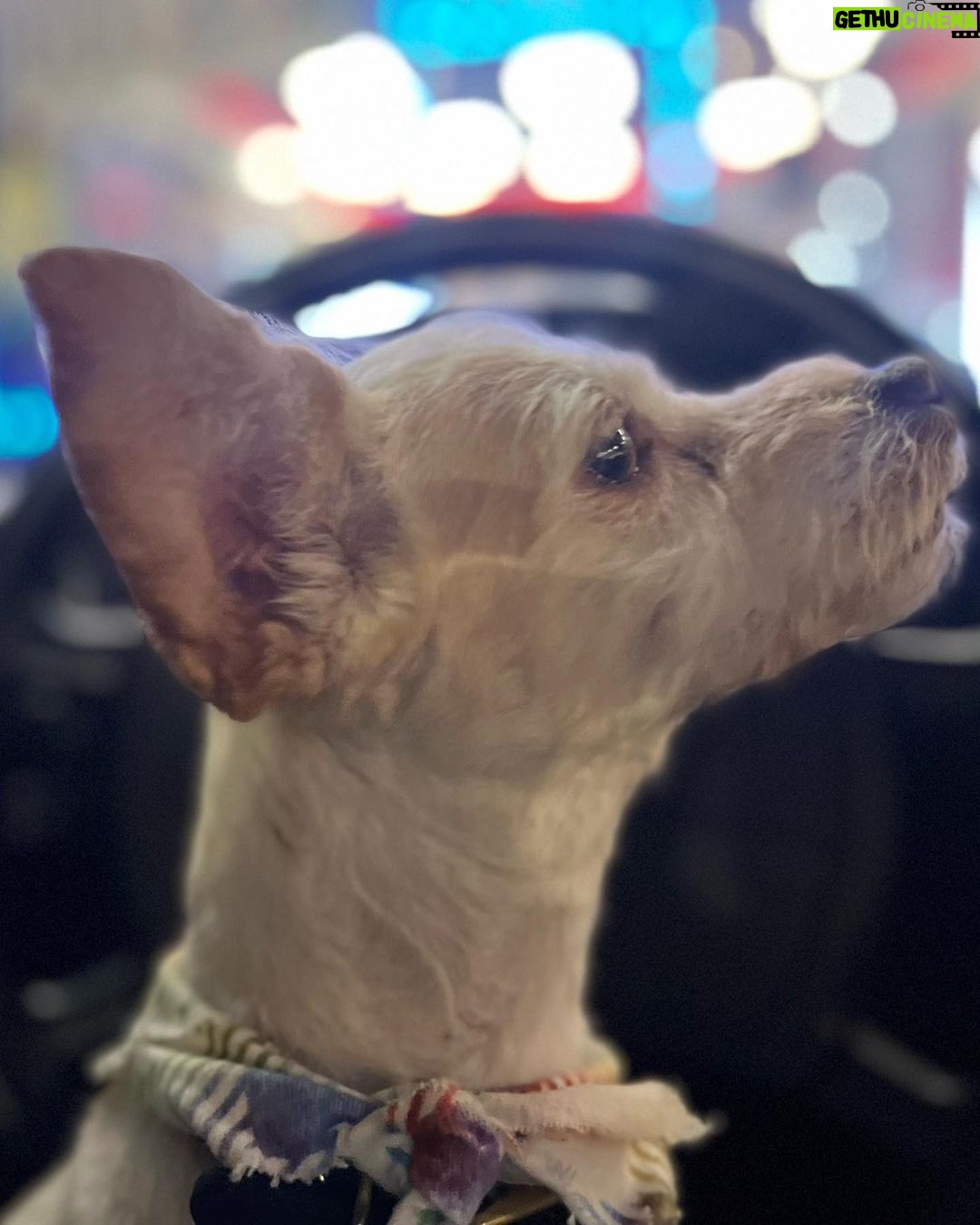 Ruby Rose Instagram - Took Ru to run on the beach. As she gets older ( 13 now ) she can’t run so well on hard surfaces, but she sure zooms on that sand. Dog dates are soul filling.