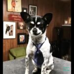 Ruby Rose Instagram – This is Charlie, he works 9-5 as an accountant but he worked really hard to get there. He is currently single but “that’s ok” he says… “ One day I’ll be the boss of this accounting firm and I’ll meet the right woman and give her the world” 
What Charlie doesn’t realize is that he is already enough.. he just has to know he is enough.. also most women think he’s gay.. because he is.. he just hasn’t worked out why he likes to wear heels and leggings in his down time and why he has such a crush on @coltonlhaynes he thinks it’s ok because mama also has a big crush on Colton. . . Also he only listens to Ricky Martin and Kylie minogue.. sometimes he vogues alone in his room to Madonna… Charlie you will be loved.