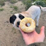 Ruby Rose Instagram – My friends are absolute animals!!! 🫣😂
🐷🐕🐈
