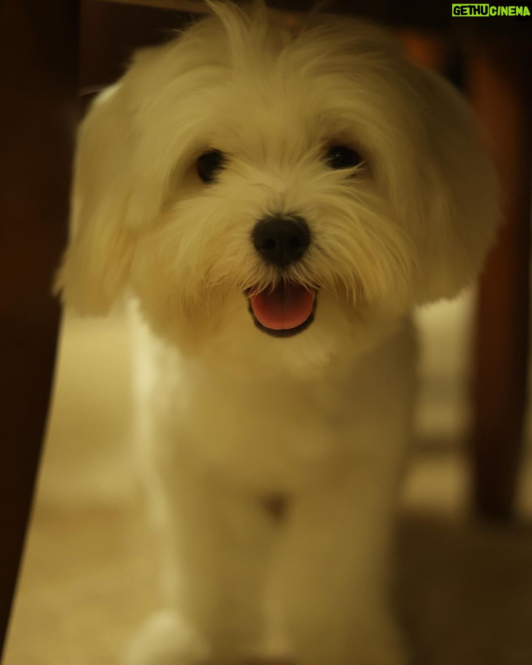 Ruhanika Dhawan Instagram - Dear Lassi(lassu), You teach us love, compassion empathy Whether it’s my parents,relatives, our house help or even the guard you treat everyone with the same affection. That’s the thing about dogs they treat everyone equally irrespective of their caste, colour, creed or financial status. You only seek ‘love’ in return from everyone. Thank you for choosing Us lassi. Hamari aankhon ka tara hamara pyaara gugu nana. 🐾 🐾❤️❤️