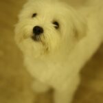 Ruhanika Dhawan Instagram - Dear Lassi(lassu), You teach us love, compassion empathy Whether it’s my parents,relatives, our house help or even the guard you treat everyone with the same affection. That’s the thing about dogs they treat everyone equally irrespective of their caste, colour, creed or financial status. You only seek ‘love’ in return from everyone. Thank you for choosing Us lassi. Hamari aankhon ka tara hamara pyaara gugu nana. 🐾 🐾❤️❤️