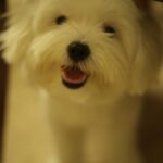 Ruhanika Dhawan Instagram - Dear Lassi(lassu), You teach us love, compassion empathy Whether it’s my parents,relatives, our house help or even the guard you treat everyone with the same affection. That’s the thing about dogs they treat everyone equally irrespective of their caste, colour, creed or financial status. You only seek ‘love’ in return from everyone. Thank you for choosing Us lassi. Hamari aankhon ka tara hamara pyaara gugu nana. 🐾 🐾❤️❤️
