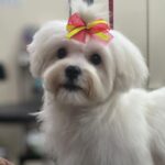 Ruhanika Dhawan Instagram - I go all Poco Loco after a grooming session #dogsofinstagram #cutiepoochie #lassithedog