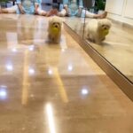 Ruhanika Dhawan Instagram – Am I a doggo or a bunny? 

#dogsofinstagram #maltese #lassi #playingfetch