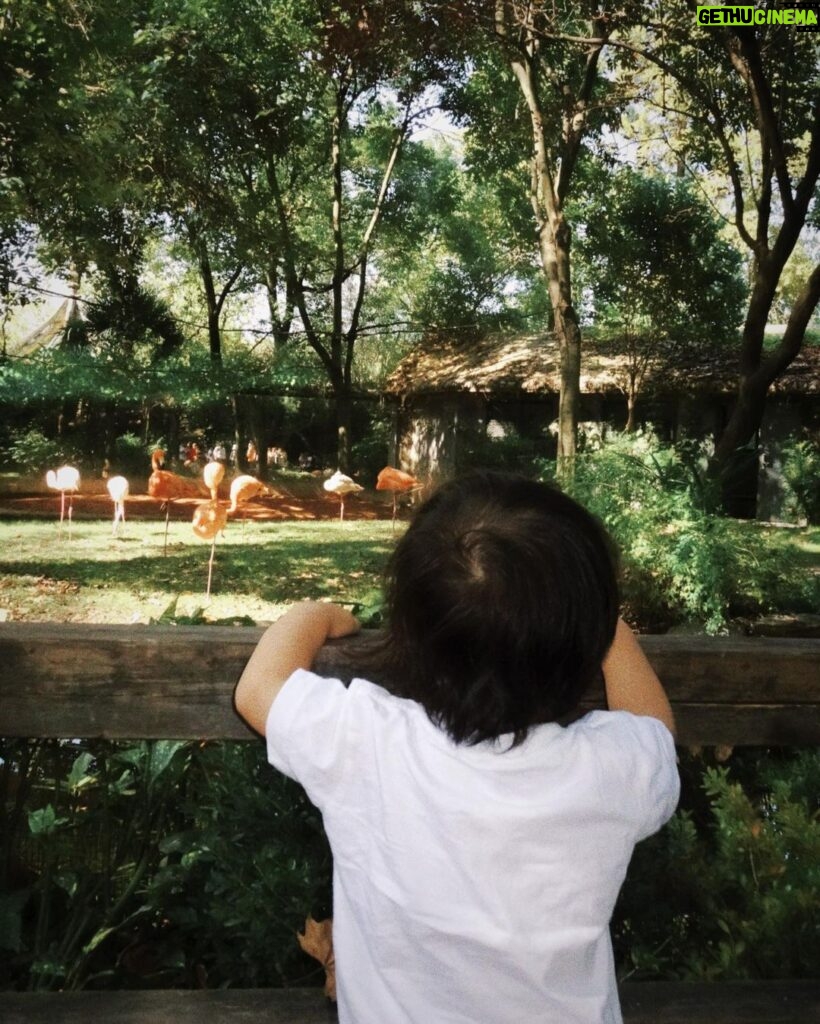 Ruka Instagram - 先日 息子連れて 動物園遊びに行った❣️ めちゃ広くてキレイな緑色の自然に包まれて 幸せな時間だった🌳🌼🐼 パンダもゆっくり観て、キリンもー 色んな動物に興味深々な息子を観て 癒された🌷🫶🏻✨