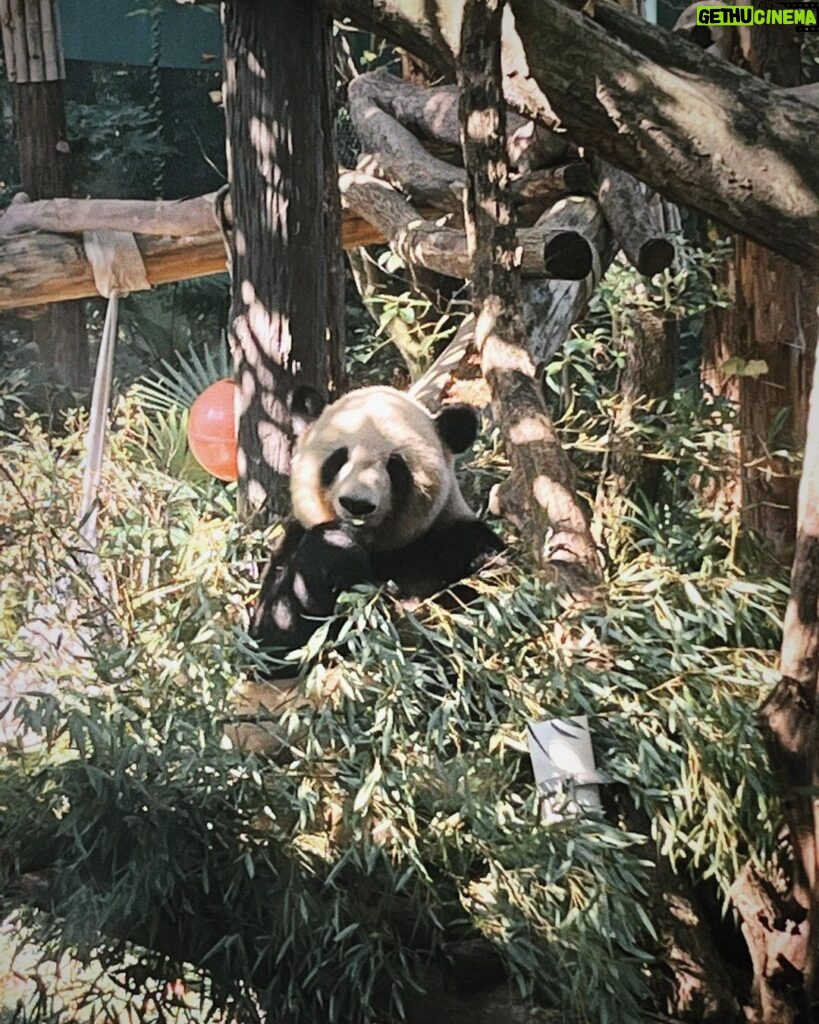 Ruka Instagram - 先日 息子連れて 動物園遊びに行った❣️ めちゃ広くてキレイな緑色の自然に包まれて 幸せな時間だった🌳🌼🐼 パンダもゆっくり観て、キリンもー 色んな動物に興味深々な息子を観て 癒された🌷🫶🏻✨