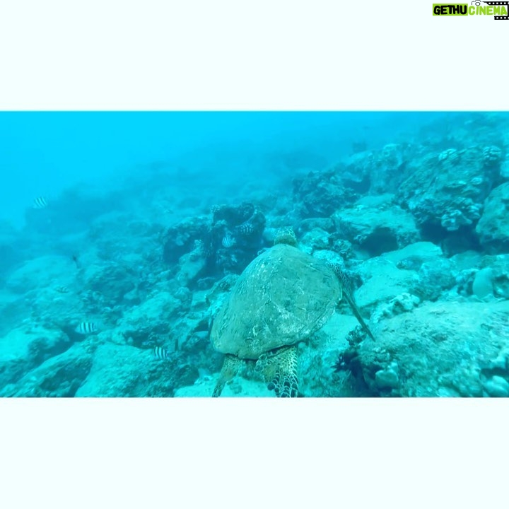 Ryan Hansen Instagram - SPRANG BRAAAK π΄πβ€οΈππ’π€πΌπΊ Oahu Hawaii