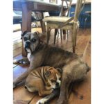 Ryan Hansen Instagram - My BOYS!!!! Sirius and Hamilton Happy #nationaldogday The only #national———day I like! 😆 RiP Sirius ❤️