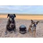 Ryan Hansen Instagram - My BOYS!!!! Sirius and Hamilton Happy #nationaldogday The only #national———day I like! 😆 RiP Sirius ❤️