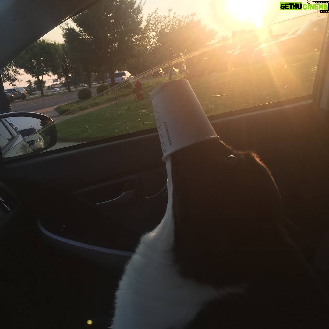 Ryan Merriman Instagram - When you buy your dog a pupachino and it turns into a muzzle/torture device.....😂 #furbaby #corgisofinstagram #corgi #love