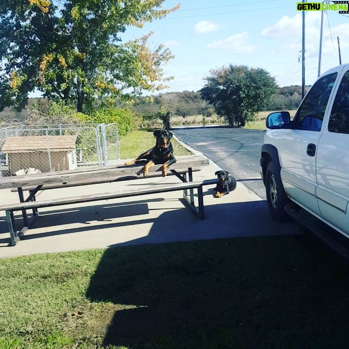 Ryan Merriman Instagram - My 130 pound cuddle bug😁 #furbaby #rottweiler #happyman. He drops his head everytime I say cuddle!!🤣