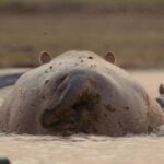 Ryan Reynolds Instagram - There’s a species of Canadian badger that subsists solely on Saskatoon berry pie. That is of course in no way true but if it were, we’d document them in Underdogs. @NatGeoTV 2025