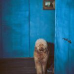 Ryan Reynolds Instagram - This is my dog, Boots. She had her hair washed and her lips done hoping to be photographed by the one and only @guyaroch. He took this shot. His inspiration was pure pity. It was so extra and we were all really embarrassed for her. #WorthIt