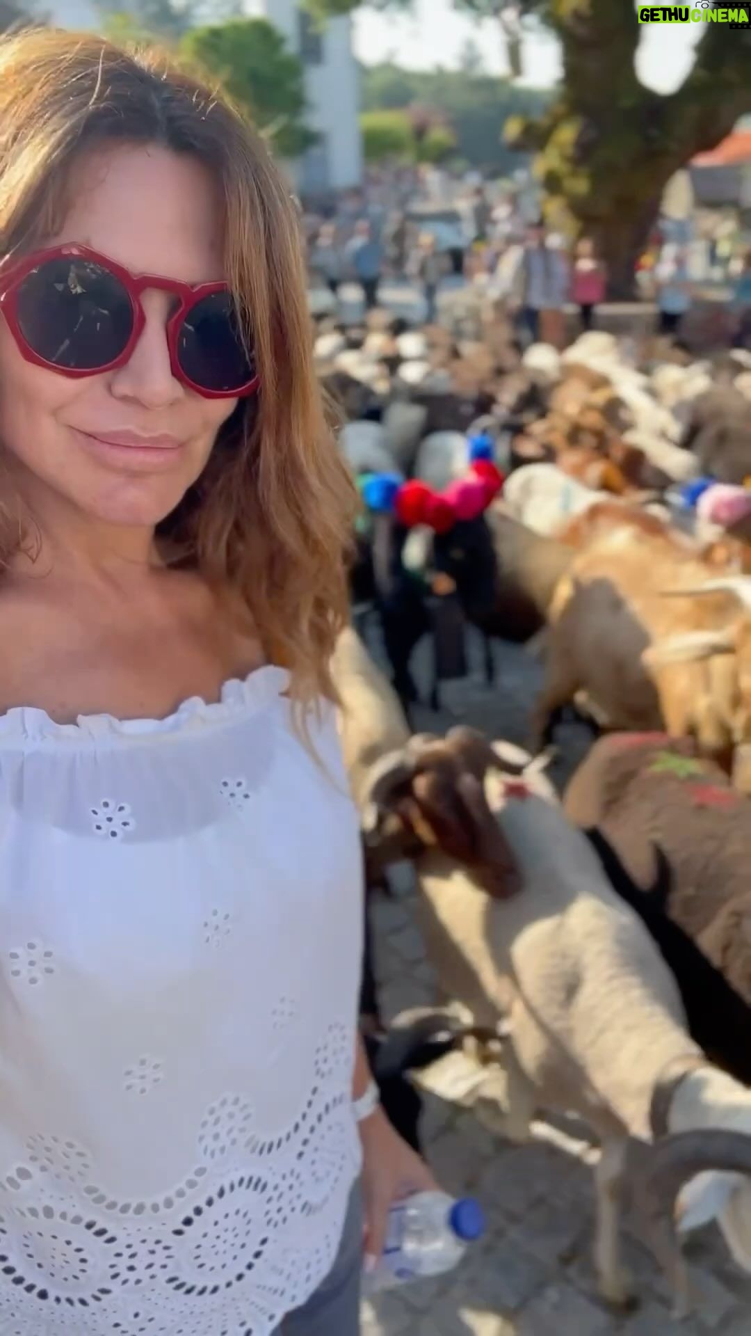 Sílvia Rizzo Instagram - Fim de semana numa das nossas belas terras, em bom convívio e onde pude assistir à tradicional Transumância, (quando o gado se desloca para zonas de melhor pastoreio) Castro Daire, terra incrível, gastronomia óptima, gente muito simpática! Obrigada 🙌🏼😊 . @visitcastrodaire #castrodaire #beiraalta #portugal