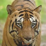 Sadha Instagram - Wait till He gets Up-Close! There’s nothing as thrilling as a Tiger walking straight towards you in the Wild, exuding Power, Grace & Indomitable Courage! What’s better is when it’s the ruling male tiger of the park! Shot on @nikonindiaofficial Z6ii with Nikorr Z 100-400mm #nikon #nikonphotography #nikonindia #mynikonlife #imnikon #sadaa #sadaasgreenlife #sadaawildlifephotography Tiger, Wildlife, Wildlife Photography, Wildlife Photographer India