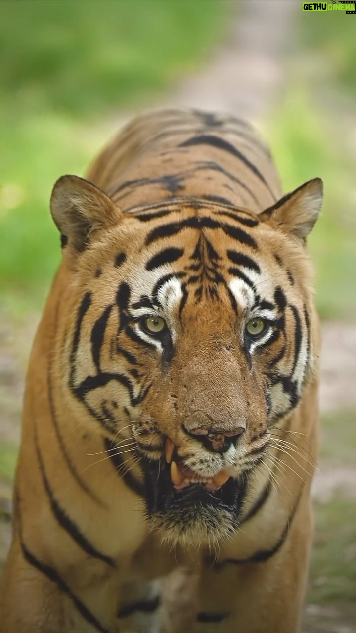 Sadha Instagram - Wait till He gets Up-Close! There’s nothing as thrilling as a Tiger walking straight towards you in the Wild, exuding Power, Grace & Indomitable Courage! What’s better is when it’s the ruling male tiger of the park! Shot on @nikonindiaofficial Z6ii with Nikorr Z 100-400mm #nikon #nikonphotography #nikonindia #mynikonlife #imnikon #sadaa #sadaasgreenlife #sadaawildlifephotography Tiger, Wildlife, Wildlife Photography, Wildlife Photographer India