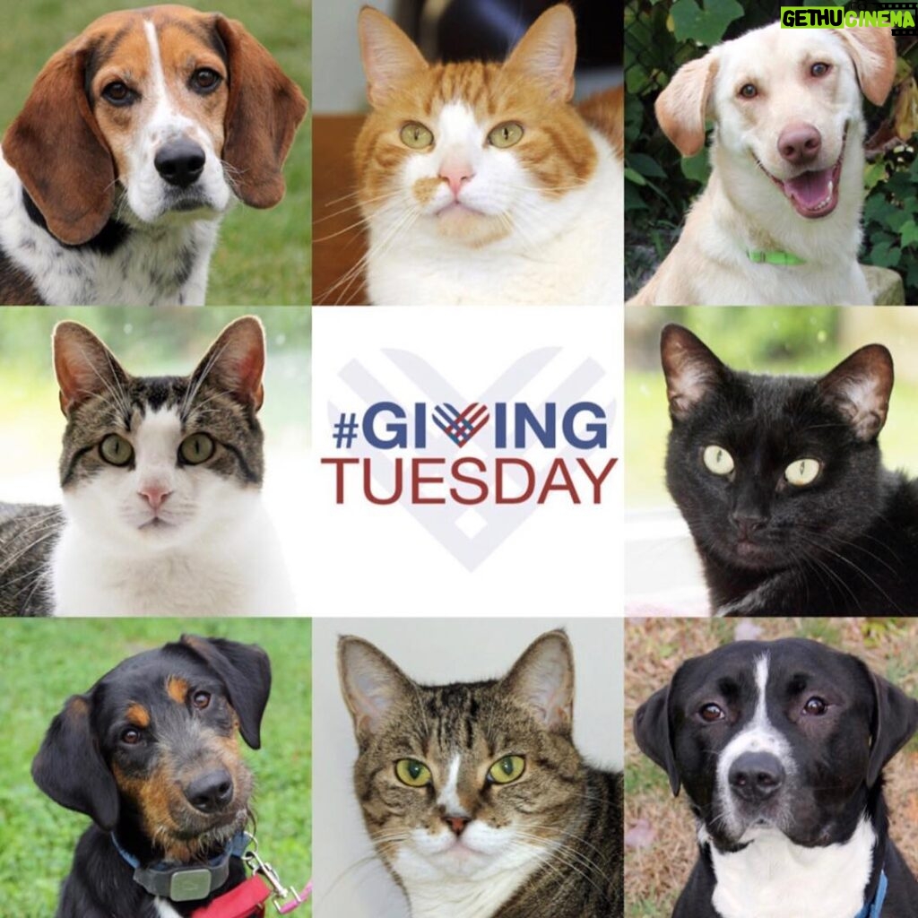Sadie Sink Instagram - This #givingtuesday join me in helping homeless cats and dogs and donate to @petrescueny. Every little bit helps! With your help, we'll raise funds to provide rescues with: $10 - Toys & treats $25 - Microchip $60 - Vaccines and medications $125-$150 - Spay/neuter surgery $1,000+ - Specialty surgeries Link in my bio.