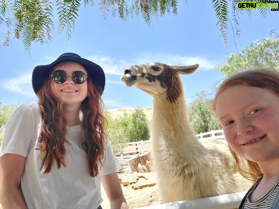 Sadie Sink Instagram - Today I finally got to visit @thegentlebarn !! This incredible sanctuary rescues and rehabilitates animals of all kinds from neglect and abuse. The Gentle Barn does incredible work, providing their animals with the highest quality of care. I encourage everyone to check out their website https://www.gentlebarn.org/ to learn more about the animals and how you can help!