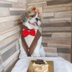 Sai Lokur Instagram - You will always be our first baby! 🐶 Happiest birthday Mocha. You bring so much happiness in our lives and you are such a blessing. No matter what, whenever we see you, we always have a smile on our face. You lighten up our lives and always bring cheer. You are our furball and our little bundle of joy. May you live the longest. We love you more than words can express. @furballmocha Dog cake by @kastry_desserts #happybirthday #dogbirthday #dogkisses #dogstagram #dogparent #mocha #birthdayreels #dogreels #cutedogs #doglife #dogcuddles #dogsofinstagram #shihtzu #shihtzubirthday