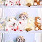 Sai Lokur Instagram - Happiest birthday Mocha 🐶 Did you spot him in the first shot? Do let me know in the comments below! 😄 #happybirthday #dogbirthday #dogkisses #dogstagram #dogparent #mocha #birthdayreels #dogreels #cutedogs #doglife #dogcuddles #dogsofinstagram #shihtzu #shihtzubirthday #shihtzuphotography #shihtzuphotoshoot