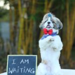 Sai Lokur Instagram - When Baby No 1 awaits Baby No 2 😅❤🧿 (Dogs, big brother to be, shih tzu, love) #mocha #brothertobe #bigbrother #shihtzu