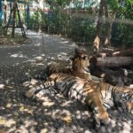 Sakshi Agarwal Instagram - When I met these beauties😍 . #tigerparkpattaya #tigers #sakshiagarwal #holiday #pattaya #thailand🇹🇭 Tiger PARK Pattaya