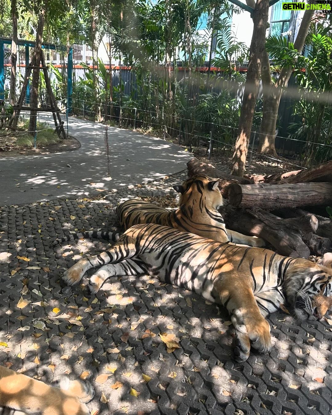 Sakshi Agarwal Instagram - When I met these beauties😍 . #tigerparkpattaya #tigers #sakshiagarwal #holiday #pattaya #thailand🇹🇭 Tiger PARK Pattaya