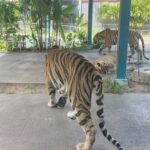 Sakshi Agarwal Instagram - When I met these beauties😍 . #tigerparkpattaya #tigers #sakshiagarwal #holiday #pattaya #thailand🇹🇭 Tiger PARK Pattaya