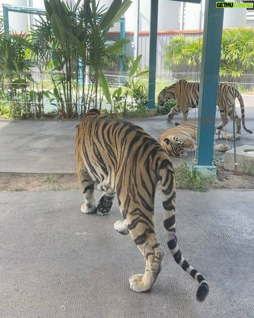 Sakshi Agarwal Instagram - When I met these beauties😍 . #tigerparkpattaya #tigers #sakshiagarwal #holiday #pattaya #thailand🇹🇭 Tiger PARK Pattaya