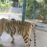 Sakshi Agarwal Instagram - When I met these beauties😍 . #tigerparkpattaya #tigers #sakshiagarwal #holiday #pattaya #thailand🇹🇭 Tiger PARK Pattaya