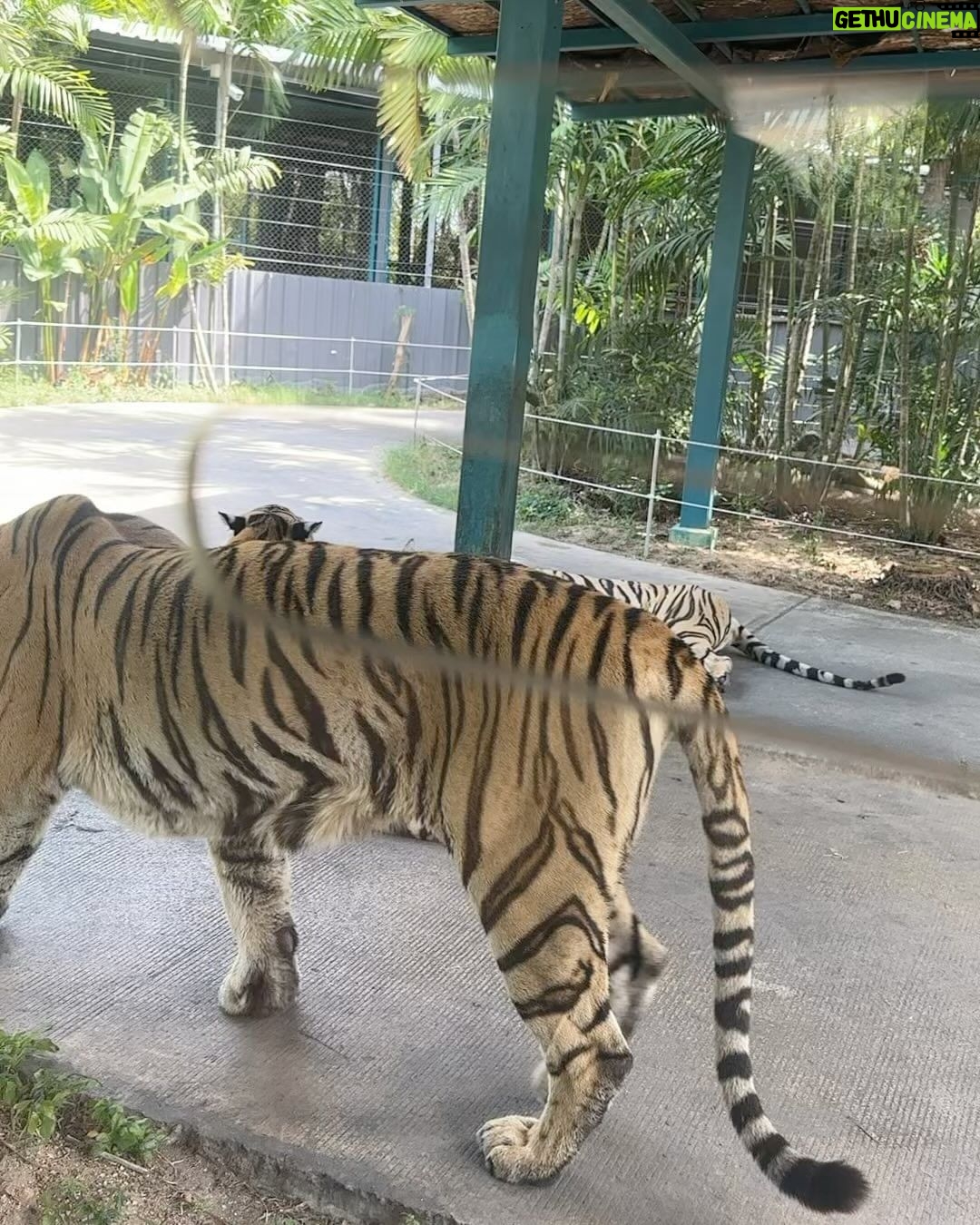 Sakshi Agarwal Instagram - When I met these beauties😍 . #tigerparkpattaya #tigers #sakshiagarwal #holiday #pattaya #thailand🇹🇭 Tiger PARK Pattaya
