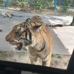Sakshi Agarwal Instagram - When I met these beauties😍 . #tigerparkpattaya #tigers #sakshiagarwal #holiday #pattaya #thailand🇹🇭 Tiger PARK Pattaya