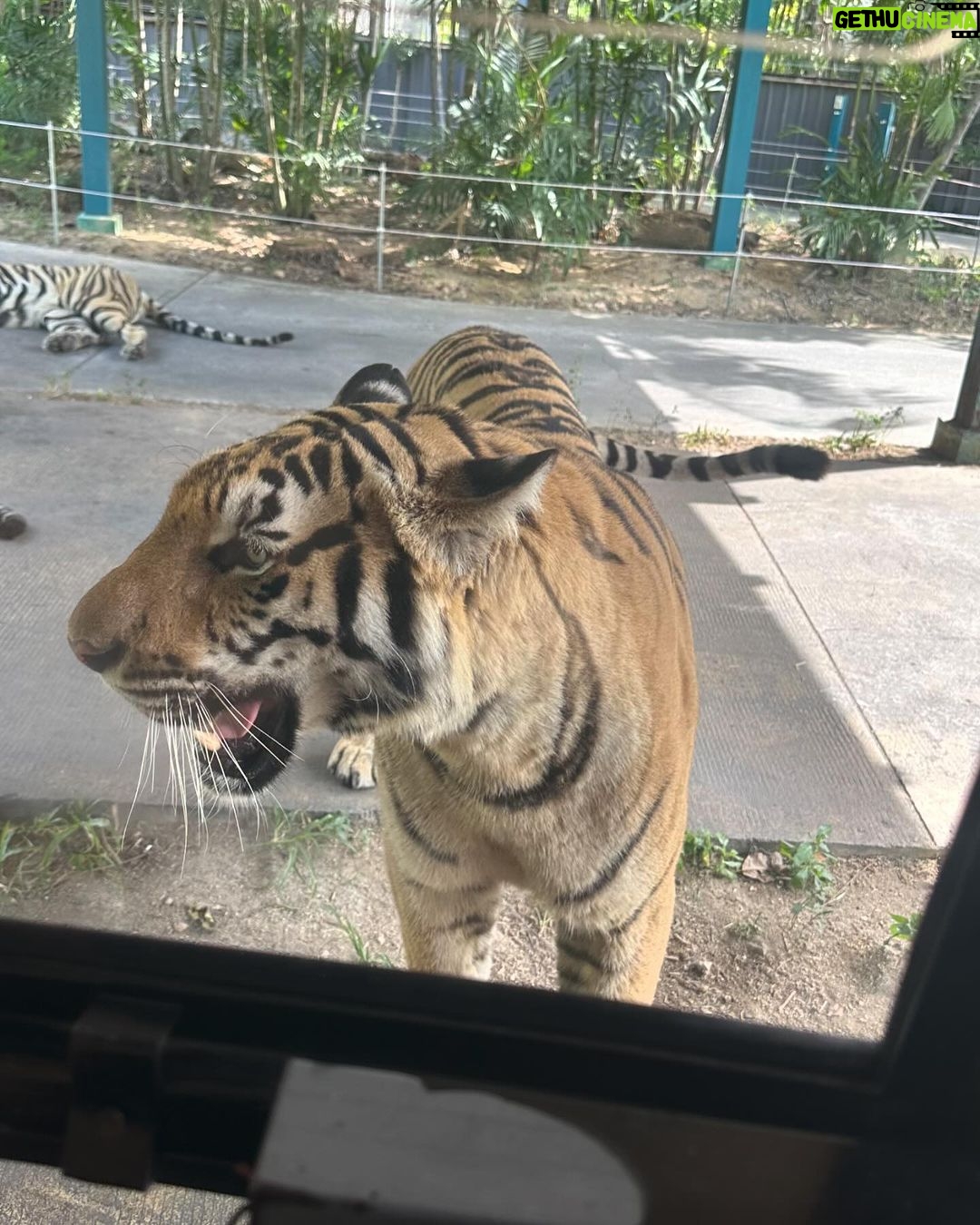 Sakshi Agarwal Instagram - When I met these beauties😍 . #tigerparkpattaya #tigers #sakshiagarwal #holiday #pattaya #thailand🇹🇭 Tiger PARK Pattaya