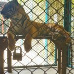 Sakshi Agarwal Instagram - When I met these beauties😍 . #tigerparkpattaya #tigers #sakshiagarwal #holiday #pattaya #thailand🇹🇭 Tiger PARK Pattaya
