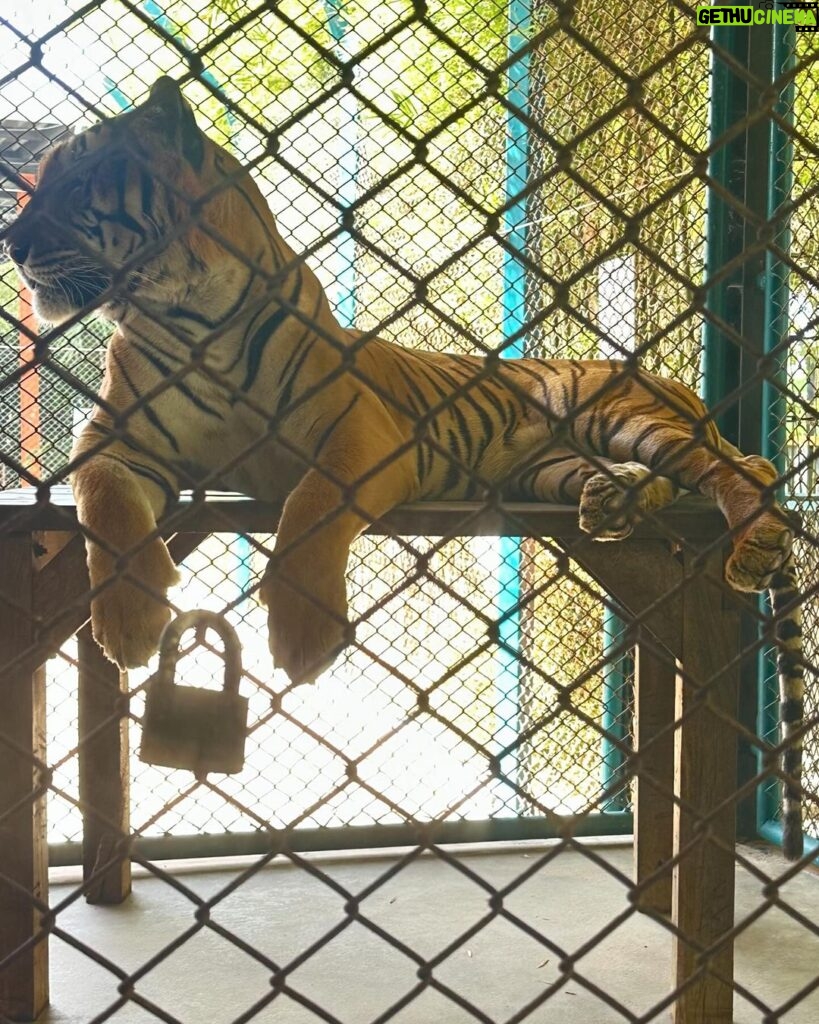 Sakshi Agarwal Instagram - When I met these beauties😍 . #tigerparkpattaya #tigers #sakshiagarwal #holiday #pattaya #thailand🇹🇭 Tiger PARK Pattaya