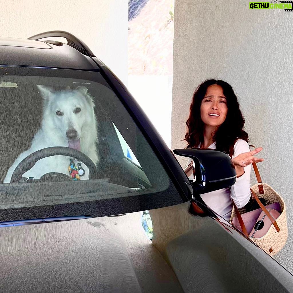 Salma Hayek Pinault Instagram - Who’s in the driver seat of your life? 🐾 ¿Quién está al volante de tu vida? 🐾